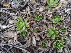Aster alpinus vierhapperi