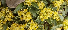 Azorella ruizii
