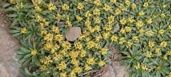 Azorella ruizii