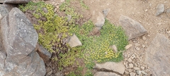 Azorella ruizii