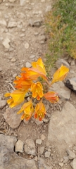 Tropaeolum polyphyllum