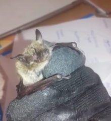 Myotis davidii