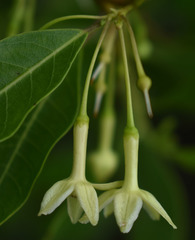 Gymnanthera oblonga