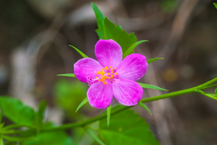 Hibiscus phoeniceus