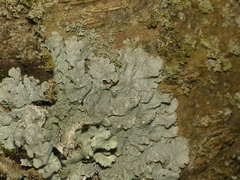 Crespoa crozalsiana