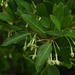Gymnanthera oblonga - Photo (c) Russell Cumming, alguns direitos reservados (CC BY-NC), uploaded by Russell Cumming