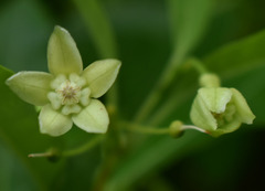 Gymnanthera oblonga
