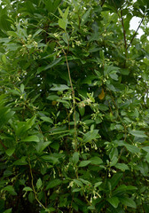 Gymnanthera oblonga