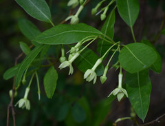 Gymnanthera oblonga