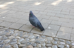Columba livia