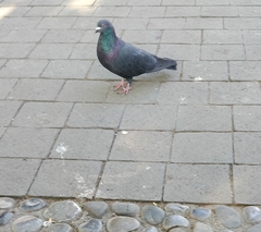 Columba livia