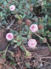 Spilanthes leiocarpa