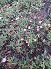 Spilanthes leiocarpa