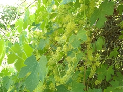 Vitis girdiana