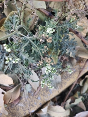Parthenium bipinnatifidum
