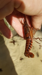 Procambarus versutus