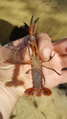 Procambarus versutus