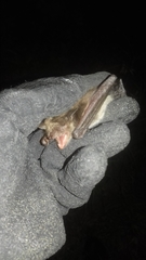 Myotis dasycneme
