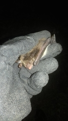 Myotis dasycneme