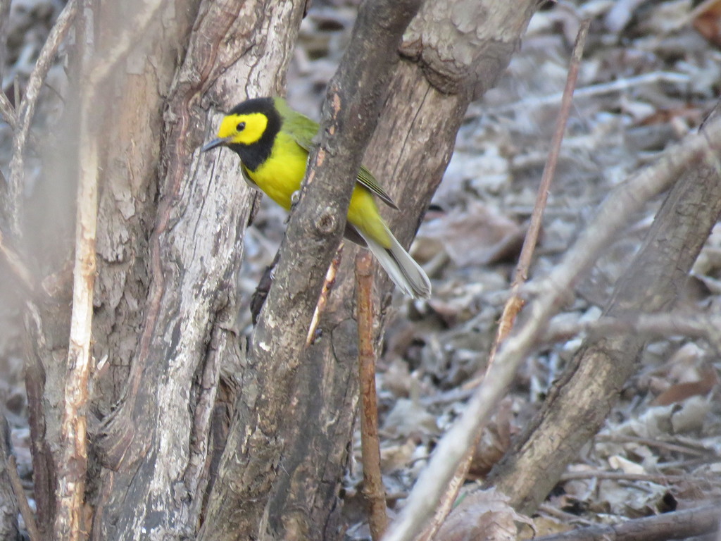 Hooded Warbler