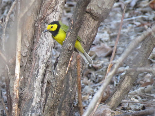 Monnikszanger (Setophaga citrina)