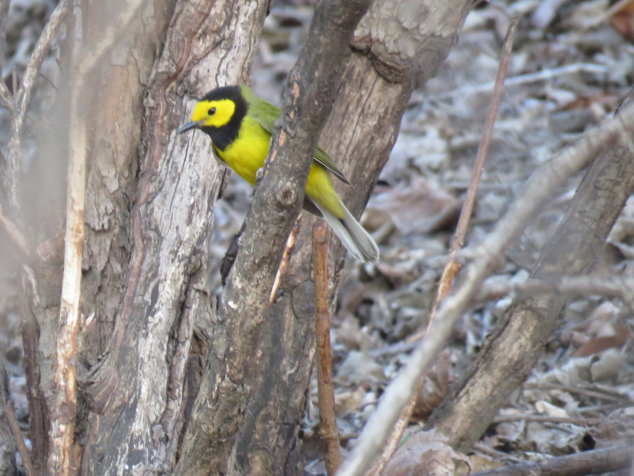 Hooded Warbler (Setophaga citrina)