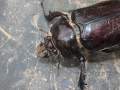 Sphaenognathus armatus