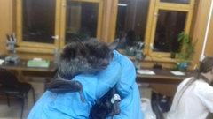 Myotis dasycneme