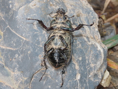 Sphaenognathus armatus