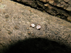 Godronia