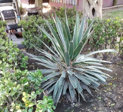 Agave