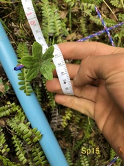 Macrachaenium gracile