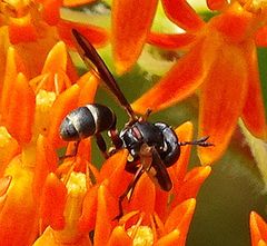 Physocephala marginata
