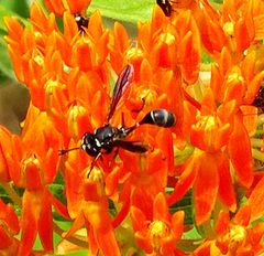 Physocephala marginata