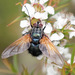 Chetogaster violacea-viridis - Photo (c) Vik Dunis,  זכויות יוצרים חלקיות (CC BY-NC), הועלה על ידי Vik Dunis