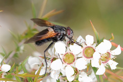 Chetogaster violacea-viridis