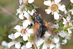 Chetogaster violacea-viridis