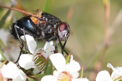 Chetogaster violacea-viridis