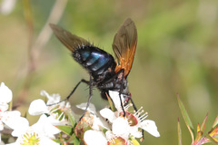 Chetogaster violacea-viridis
