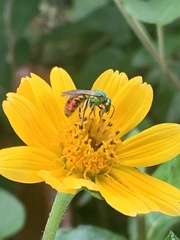 Augochloropsis