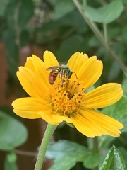 Augochloropsis