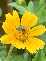 Augochloropsis