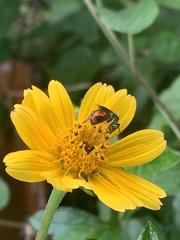 Augochloropsis