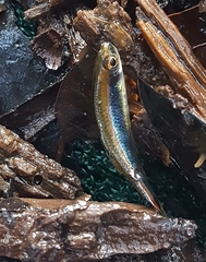 Pteronotropis hypselopterus