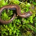 Sequoia Slender Salamander - Photo Chris Brown, USGS, no known copyright restrictions (public domain)