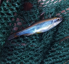 Pteronotropis hypselopterus