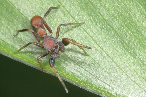 género Fluda · BioDiversity4All