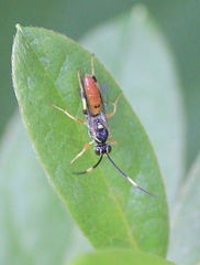 Cratichneumon paratus