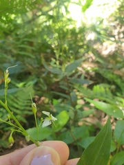 Aneilema acuminatum