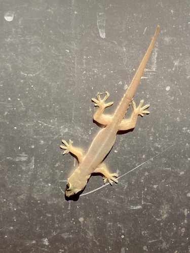 Indo-Pacific House Gecko